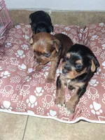 Puppy 1, a female Yorkshire Terrier for sale in Stockton, CA – Photo 3 of 5