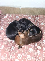 Puppy 1, a female Yorkshire Terrier for sale in Stockton, CA – Photo 2 of 5