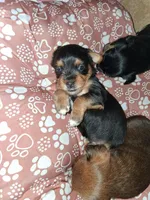 Puppy 1, a female Yorkshire Terrier for sale in Stockton, CA – Photo 5 of 5