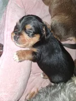 Puppy 1, a female Yorkshire Terrier for sale in Stockton, CA – Photo 1 of 5