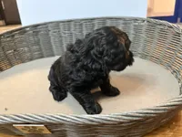 Biggie , a male Cavapoo for sale in Chesterfield Court House, VA – 4 of 4