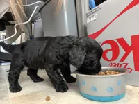 Geno, a male Cavapoo for sale in Chesterfield Court House, VA – Photo 4 of 6