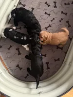 Geno, a male Cavapoo for sale in Chesterfield Court House, VA – Photo 6 of 6