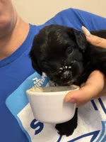 Geno, a male Cavapoo for sale in Chesterfield Court House, VA – Photo 3 of 6