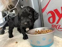 Geno, a male Cavapoo for sale in Chesterfield Court House, VA – Photo 1 of 6