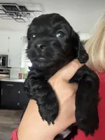 Geno, a male Cavapoo for sale in Chesterfield Court House, VA – Photo 2 of 6