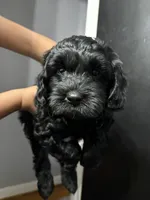 Biggie , a male Cavapoo for sale in Chesterfield Court House, VA – 1 of 4