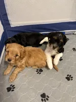 Trinity , a female Cavapoo for sale in Chesterfield Court House, VA – Photo 6 of 6