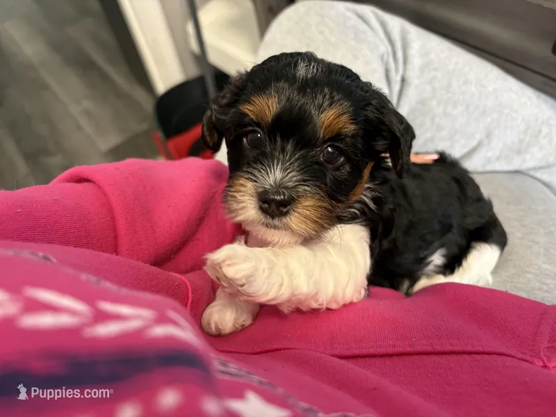 Trinity  – Cavapoo puppy for sale in Chesterfield Court House, VA