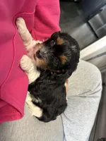 Trinity , a female Cavapoo for sale in Chesterfield Court House, VA – Photo 4 of 6