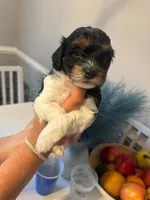 Trinity , a female Cavapoo for sale in Chesterfield Court House, VA – Photo 5 of 6