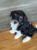 Trinity , a female Cavapoo for sale in Chesterfield Court House, VA – Photo 3 of 6