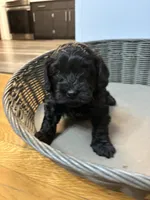 Biggie , a male Cavapoo for sale in Chesterfield Court House, VA – 3 of 4