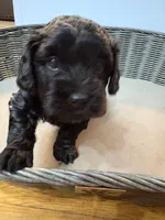 Biggie, a male Cavapoo for sale in Chesterfield Court House, VA – Photo 4 of 7