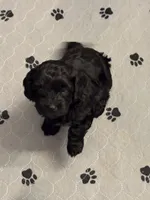 Biggie, a male Cavapoo for sale in Chesterfield Court House, VA – Photo 3 of 7