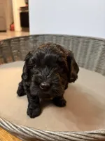 Biggie, a male Cavapoo for sale in Chesterfield Court House, VA – Photo 1 of 7