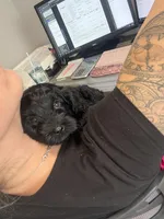 Biggie, a male Cavapoo for sale in Chesterfield Court House, VA – Photo 2 of 7