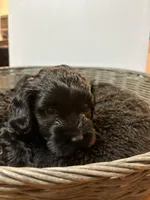 Biggie, a male Cavapoo for sale in Chesterfield Court House, VA – Photo 6 of 7