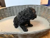 Biggie, a male Cavapoo for sale in Chesterfield Court House, VA – Photo 7 of 7