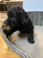 Biggie , a male Cavapoo for sale in Chesterfield Court House, VA – 2 of 4