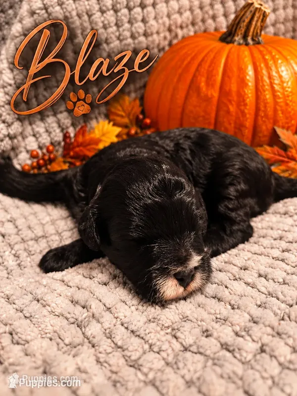 Blaze – Cavapoo puppy for sale in Perham, MN
