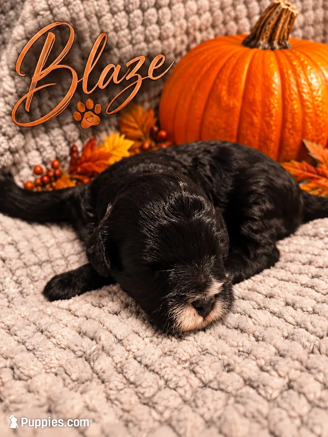 Blaze, a male Cavapoo for sale in Perham, MN – 1 of 3