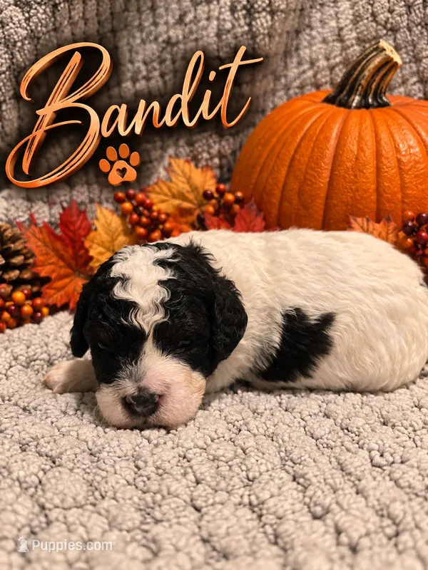 Bandit – Cavapoo puppy for sale in Perham, MN