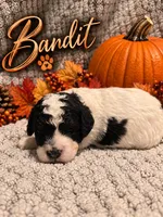Bandit, a male Cavapoo for sale in Perham, MN – 1 of 5