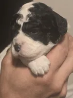 Bandit, a male Cavapoo for sale in Perham, MN – 3 of 5