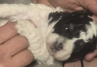 Bandit, a male Cavapoo for sale in Perham, MN – 2 of 5