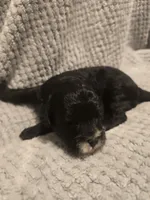 Blaze, a male Cavapoo for sale in Perham, MN – 3 of 3