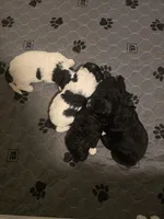 Bandit, a male Cavapoo for sale in Perham, MN – 5 of 5