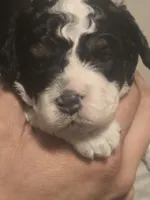 Bandit, a male Cavapoo for sale in Perham, MN – 4 of 5