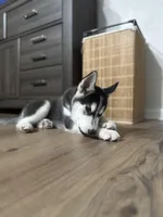 Koda, a male Siberian Husky for sale in Plant City, FL – Photo 2 of 4