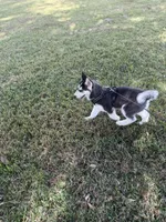 Koda, a male Siberian Husky for sale in Plant City, FL – Photo 4 of 4