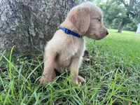 Blue, a male Labradoodle for sale in Bonifay, FL – 4 of 7