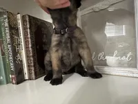 Purple, a female Belgian Malinois for sale in Bonifay, FL – Photo 5 of 6