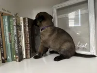 Purple, a female Belgian Malinois for sale in Bonifay, FL – Photo 6 of 6