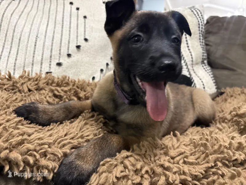 Purple – Belgian Malinois puppy for sale in Bonifay, FL