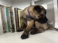 Purple, a female Belgian Malinois for sale in Bonifay, FL – Photo 3 of 6