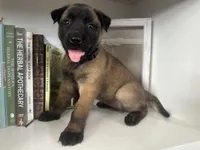 Purple, a female Belgian Malinois for sale in Bonifay, FL – Photo 1 of 6