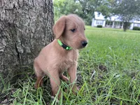 Lime green , a male Labradoodle for sale in Bonifay, FL – 2 of 6