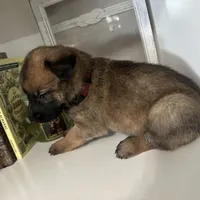 Maroon, a male Belgian Malinois for sale in Bonifay, FL – Photo 7 of 7