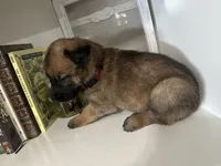 Maroon, a male Belgian Malinois for sale in Bonifay, FL – Photo 5 of 6