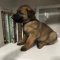 Maroon, a male Belgian Malinois for sale in Bonifay, FL – Photo 3 of 7