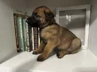 Maroon, a male Belgian Malinois for sale in Bonifay, FL – Photo 2 of 6