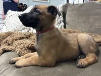 Maroon, a male Belgian Malinois for sale in Bonifay, FL – Photo 2 of 7