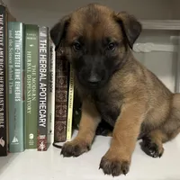 Maroon, a male Belgian Malinois for sale in Bonifay, FL – Photo 5 of 7