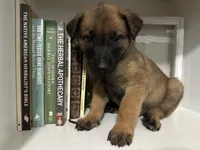 Maroon, a male Belgian Malinois for sale in Bonifay, FL – Photo 1 of 6