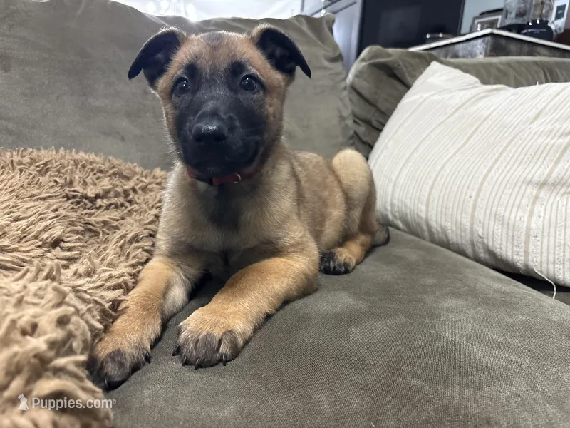 Maroon – Belgian Malinois puppy on hold in Bonifay, FL